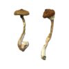 buy psilocybin mushrooms uk