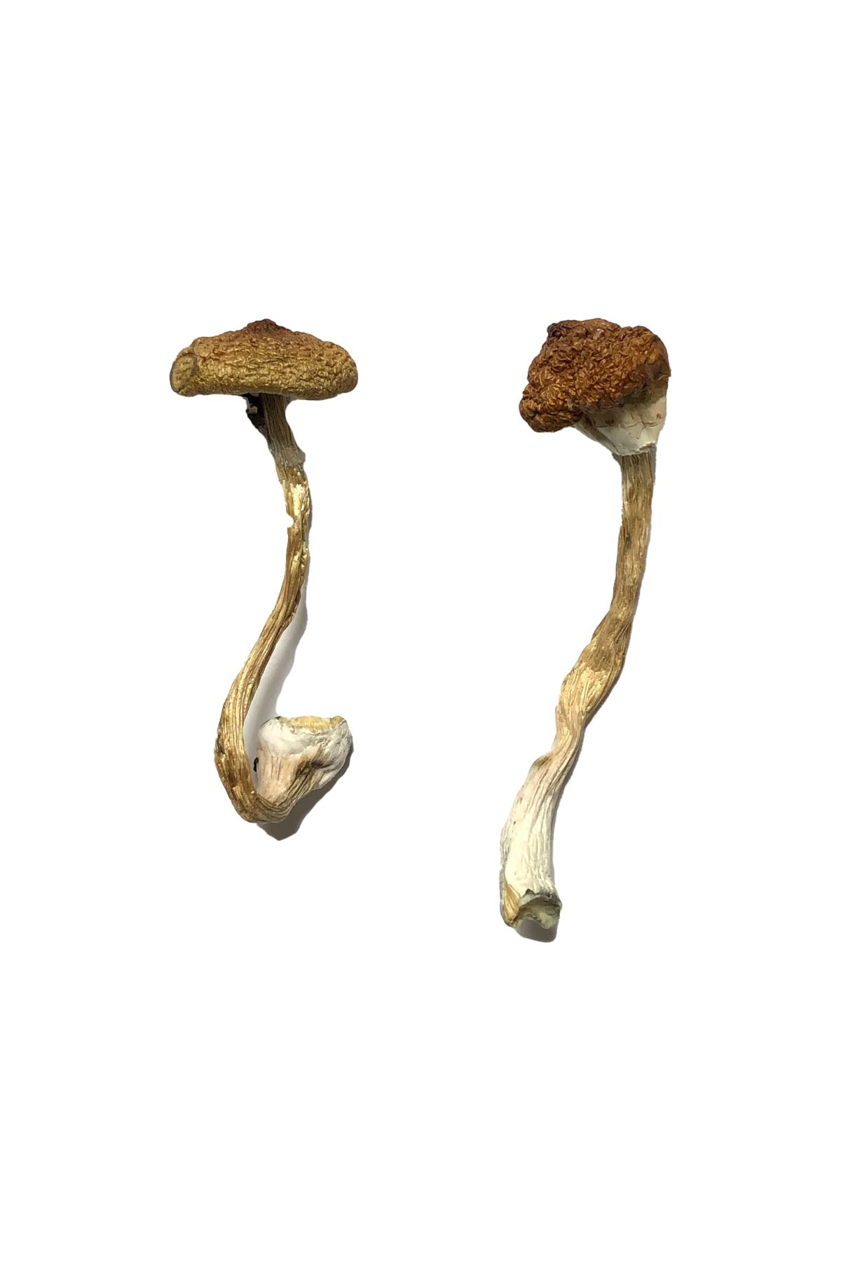 buy psilocybin mushrooms uk