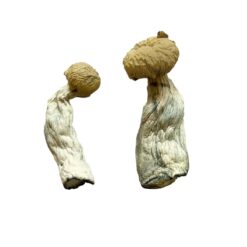 buy magic shrooms​