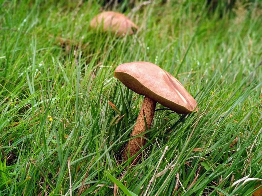 Reducing the Harms Related to Psilocybin Mushrooms uk
